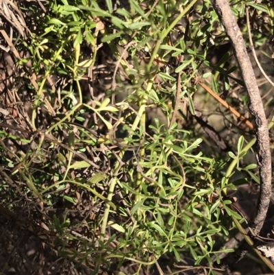 Clematis leptophylla (Small-leaf Clematis, Old Man's Beard) at Urambi Hills - 30 Jun 2023 by rainer