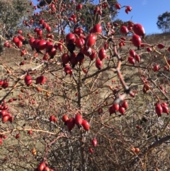 Rosa rubiginosa (Sweet Briar, Eglantine) at Urambi Hills - 30 Jun 2023 by rainer