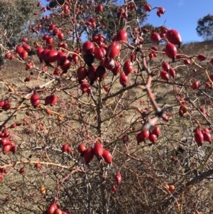 Rosa rubiginosa at Kambah, ACT - 30 Jun 2023