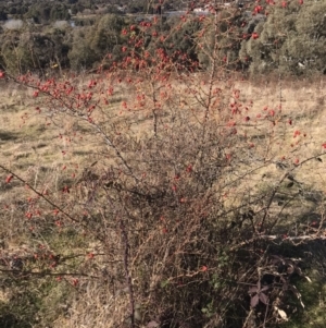 Rosa rubiginosa at Kambah, ACT - 30 Jun 2023