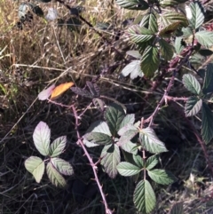 Rubus fruticosus agg. complex (Blackberry) at Kambah, ACT - 30 Jun 2023 by rainer