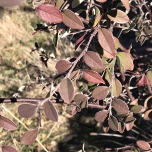 Cotoneaster pannosus at Kambah, ACT - 30 Jun 2023
