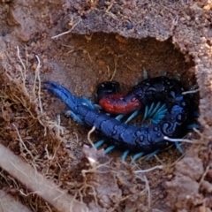 Scolopendra laeta (Giant Centipede) at Coree, ACT - 12 Jul 2023 by Kurt