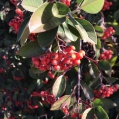 Cotoneaster glaucophyllus (Cotoneaster) at Urambi Hills - 30 Jun 2023 by rainer