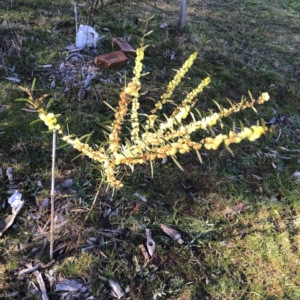 Acacia lanigera var. lanigera at Garran, ACT - 11 Jul 2023