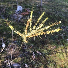 Acacia lanigera var. lanigera (Woolly Wattle, Hairy Wattle) at Red Hill to Yarralumla Creek - 11 Jul 2023 by ruthkerruish