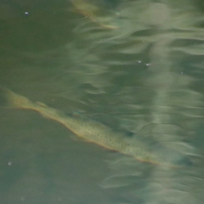 Oncorhynchus mykiss (Rainbow Trout) at Mongarlowe River - 12 Jul 2023 by LisaH