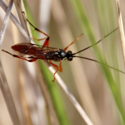 Gotra sp. (genus) (Unidentified Gotra ichneumon wasp) at QPRC LGA - 12 Jul 2023 by LisaH