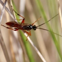 Gotra sp. (genus) (Unidentified Gotra ichneumon wasp) at Mongarlowe, NSW - 12 Jul 2023 by LisaH