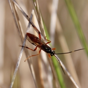 Gotra sp. (genus) at Mongarlowe, NSW - suppressed