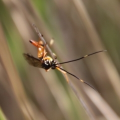 Gotra sp. (genus) at Mongarlowe, NSW - 12 Jul 2023