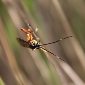 Gotra sp. (genus) at Mongarlowe, NSW - suppressed