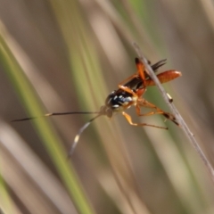 Gotra sp. (genus) at Mongarlowe, NSW - suppressed