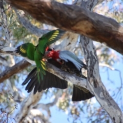 Callocephalon fimbriatum (Gang-gang Cockatoo) at Deakin, ACT - 11 Jul 2023 by LisaH