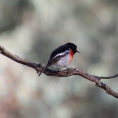 Petroica boodang (Scarlet Robin) at Deakin, ACT - 11 Jul 2023 by LisaH