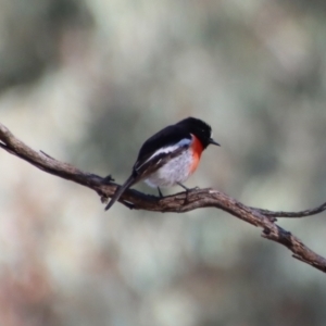 Petroica boodang at Deakin, ACT - 11 Jul 2023 12:02 PM