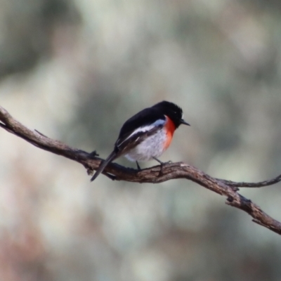 Petroica boodang (Scarlet Robin) at Red Hill Nature Reserve - 11 Jul 2023 by LisaH