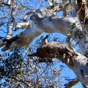 Chenonetta jubata at Red Hill, ACT - 11 Jul 2023 10:45 AM