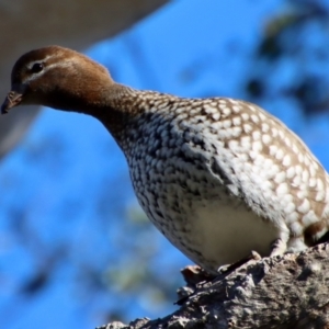 Chenonetta jubata at Red Hill, ACT - 11 Jul 2023