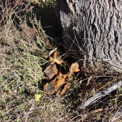 Unverified Fungus at Red Hill, ACT - 11 Jul 2023 by LisaH