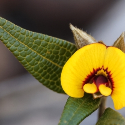 Platylobium parviflorum (Small-flowered Flat-pea) at Palerang, NSW - 12 Jul 2023 by aussiestuff