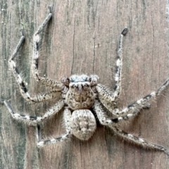 Neosparassus sp. (genus) (Badge huntsman) at Aranda, ACT - 11 Jul 2023 by KMcCue