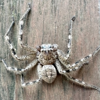 Neosparassus sp. (genus) (Badge huntsman) at Aranda, ACT - 11 Jul 2023 by KMcCue