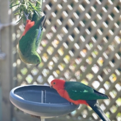 Alisterus scapularis (Australian King-Parrot) at Aranda, ACT - 2 Jul 2023 by KMcCue