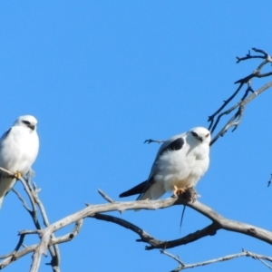 Elanus axillaris at Symonston, ACT - 12 Jul 2023