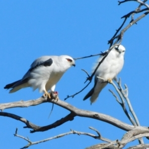 Elanus axillaris at Symonston, ACT - 12 Jul 2023