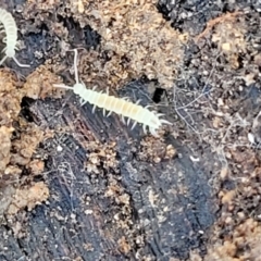Symphyla (class) (Symphylan or garden centipede) at Bruce, ACT - 12 Jul 2023 by trevorpreston