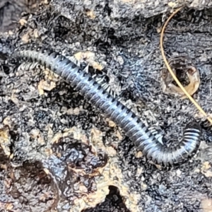 Juliformia sp. (superorder) at Bruce, ACT - 12 Jul 2023 03:06 PM