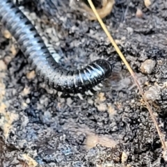 Juliformia sp. (superorder) at Bruce, ACT - 12 Jul 2023 03:06 PM