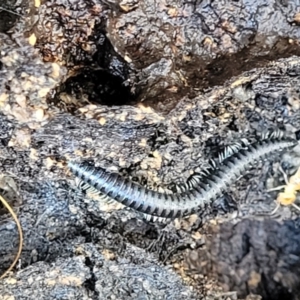 Juliformia sp. (superorder) at Bruce, ACT - 12 Jul 2023 03:06 PM