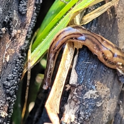 Anzoplana trilineata (A Flatworm) at Bruce, ACT - 12 Jul 2023 by trevorpreston