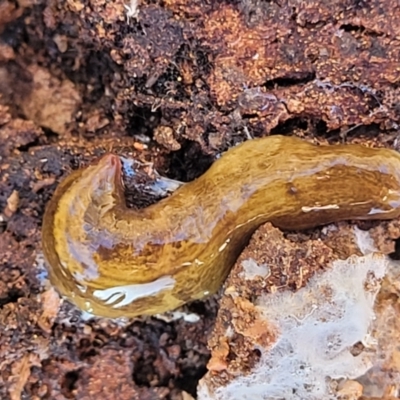 Lenkunya virgata (Brown-streaked planarian) at Flea Bog Flat, Bruce - 12 Jul 2023 by trevorpreston