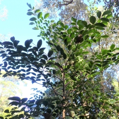 Polyscias elegans (Celery Wood) at Moruya Heads, NSW - 12 Jul 2023 by plants