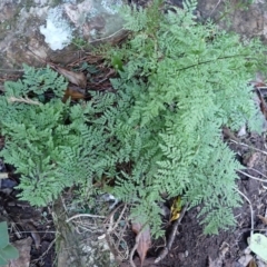 Cheilanthes austrotenuifolia (Rock Fern) at Tathra, NSW - 10 Jul 2023 by plants