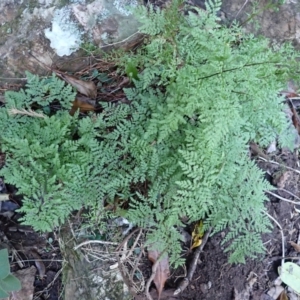 Cheilanthes austrotenuifolia at Tathra, NSW - 10 Jul 2023 01:56 PM