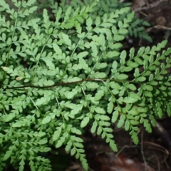 Cheilanthes austrotenuifolia at Tathra, NSW - 10 Jul 2023