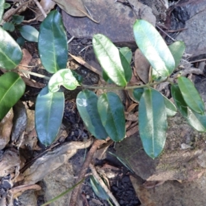 Leichhardtia flavescens at Tathra, NSW - 10 Jul 2023