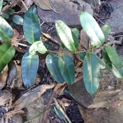 Marsdenia flavescens (Hairy Milk Vine) at Tathra, NSW - 10 Jul 2023 by plants