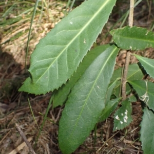 Symplocos thwaitesii at Bermagui, NSW - 11 Jul 2023 12:04 PM