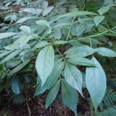 Sambucus australasica (Native Elderberry, Yellow Elderberry, Native Elder) at Bermagui State Forest - 11 Jul 2023 by plants