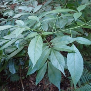 Sambucus australasica at Bermagui, NSW - 11 Jul 2023 02:42 PM