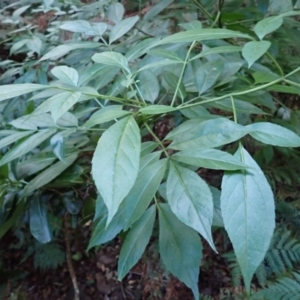 Sambucus australasica at Bermagui, NSW - 11 Jul 2023