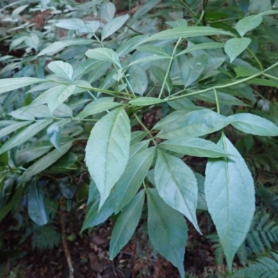 Sambucus australasica (Native Elderberry, Yellow Elderberry, Native Elder) at Bermagui, NSW - 11 Jul 2023 by plants