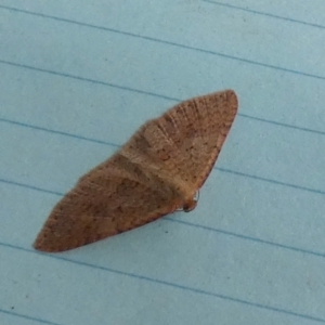 Epicyme rubropunctaria at Boro, NSW - 12 Jul 2023