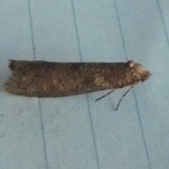 Lepidoscia (genus) ADULT (A Case moth) at Boro, NSW - 11 Jul 2023 by Paul4K