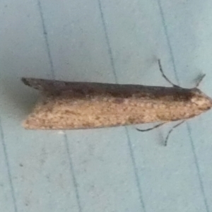 Lepidoscia (genus) ADULT at Boro, NSW - 11 Jul 2023